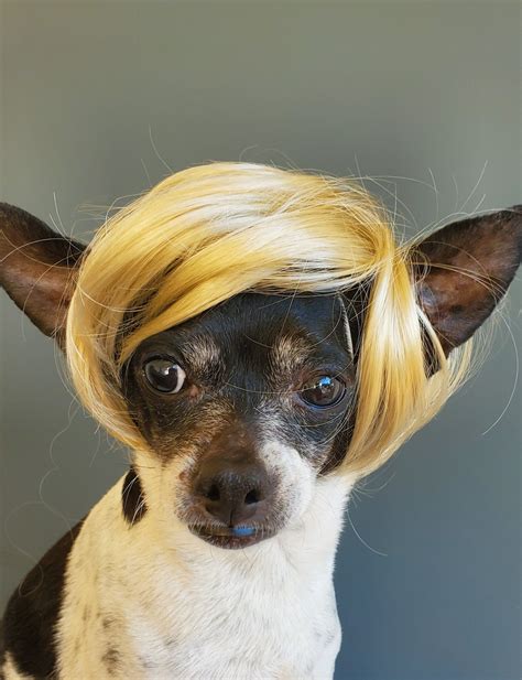Wigs for dogs - 1-48 of 307 results for "dog blonde wig" Results Price and other details may vary based on product size and color. Amazon's Choice Funny Dog Cat Cosplay Wig, Pet Wigs for …